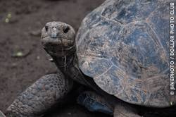 The Galapagos tortoise has adapted to each environment in which it lives on the Galapagos islands.